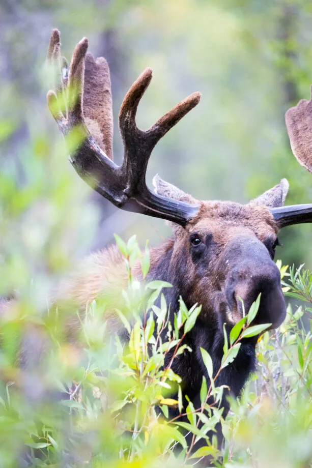moose