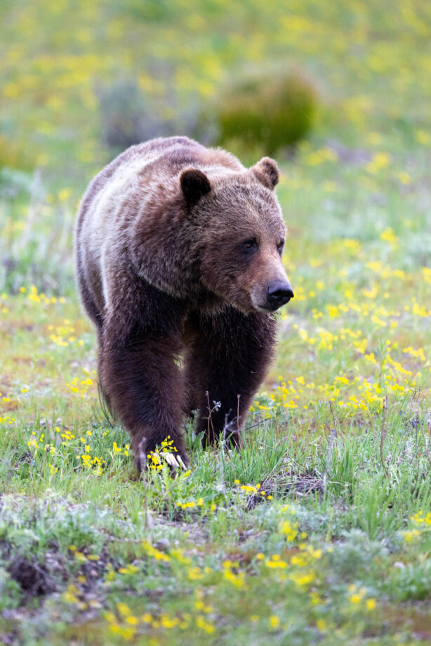 brown bear
