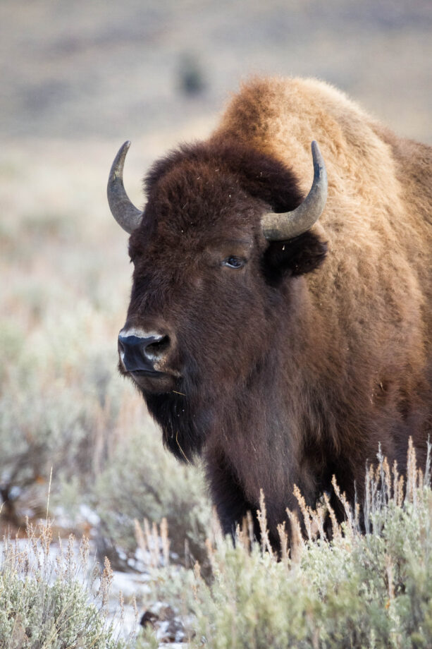 bison in field