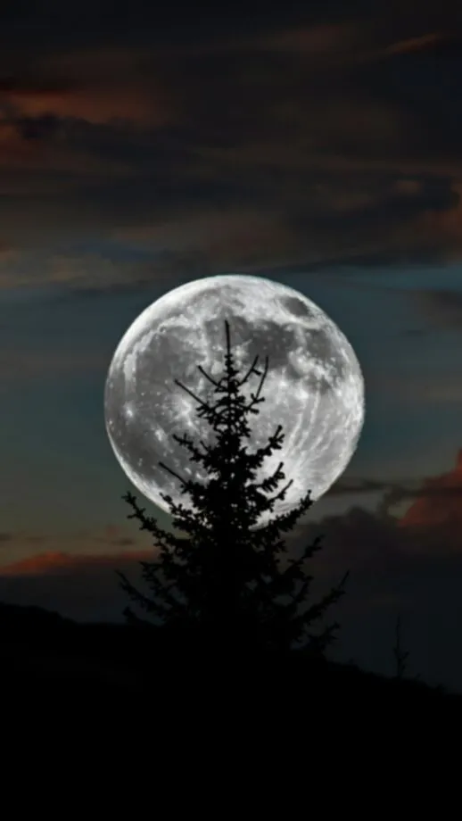supermoon behind pine tree